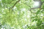 midori+hikari_convert_20130706121833.jpg